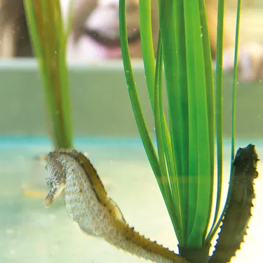 Seahorse Babies