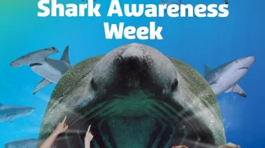 Shark KV 600 X 600Px