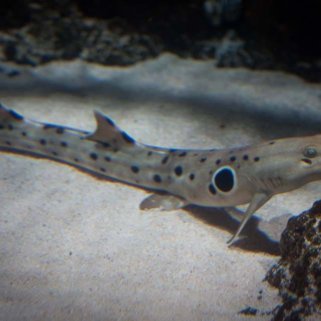 Coral Reef Inhabitants | SEA LIFE London Aquarium