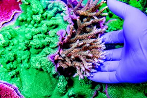 Web Corals
