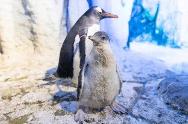 Penguin Chick 1