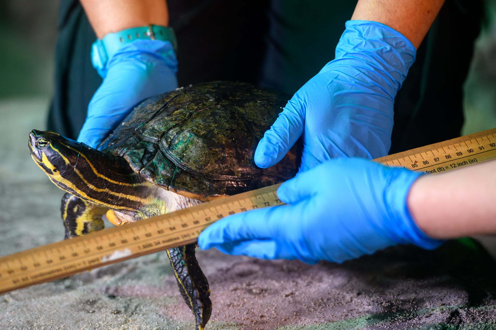 SEA LIFE centres across the country record over 30,000 creatures as part of their o-fish-al annual 'Count and Clean' stocktake