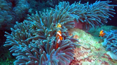 Sea Bed Clown Fish