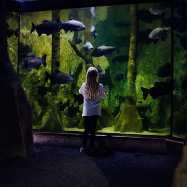 Rainforest fish tank