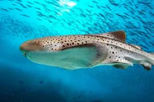 Zebra Shark