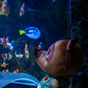 Animal Crossing SEA LIFE Tom Nook Plushie