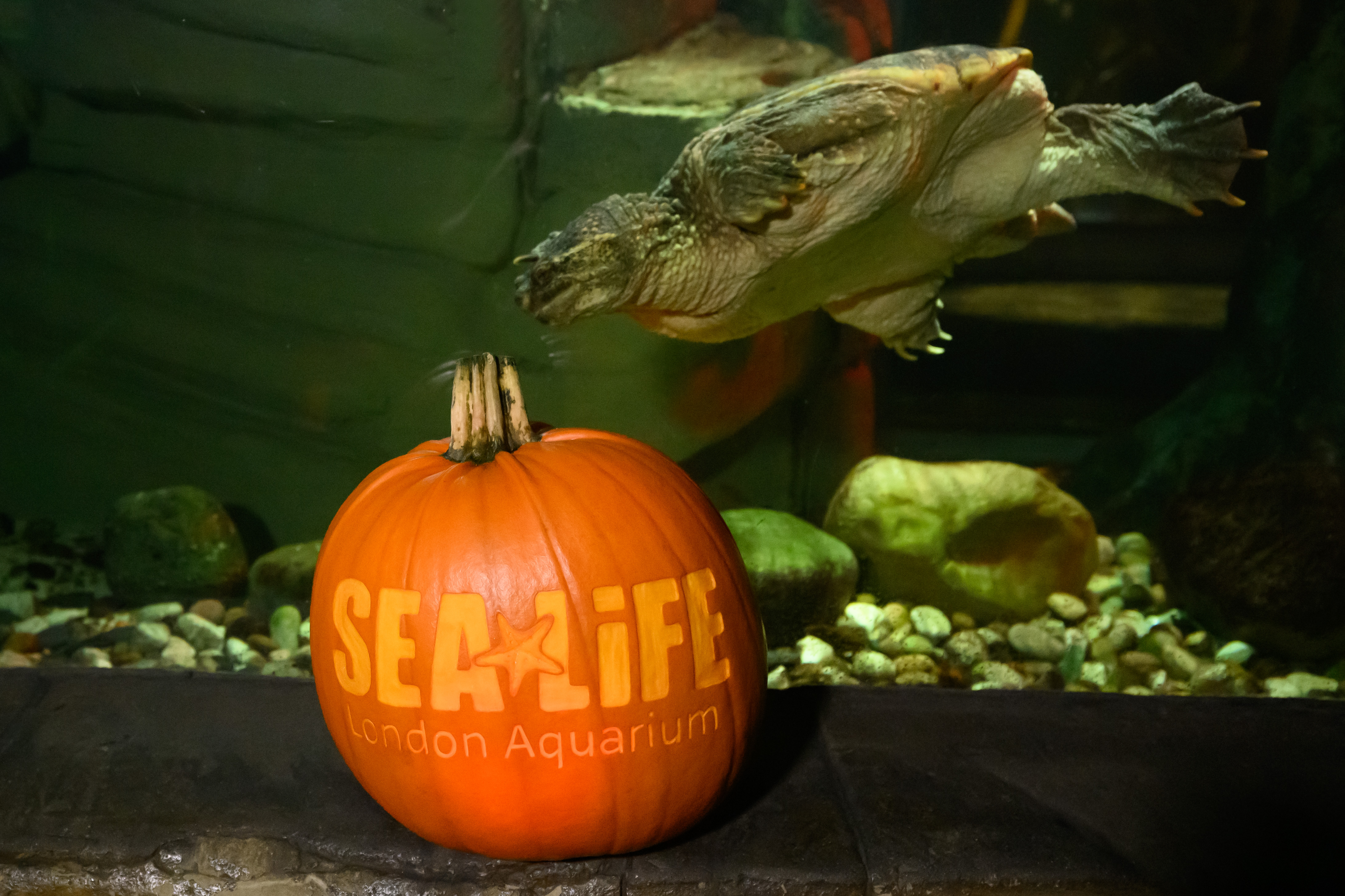 Sealife Halloween 5