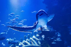 A Zebra Shark swimming past the window of their habitat