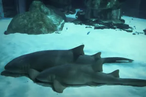 Nurse Shark 2