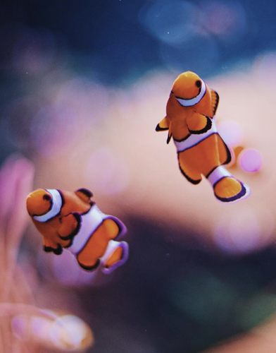 Clownfish instagram