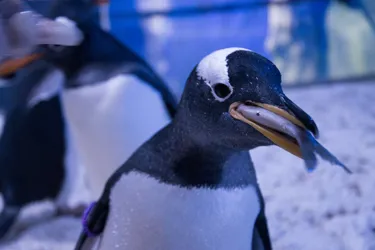 Penguins 1 (1)