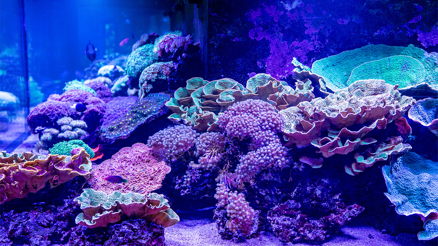 Coral Display