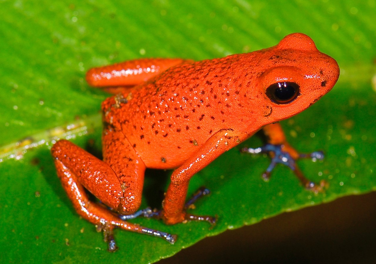 Strawberry Poison Dart Frog