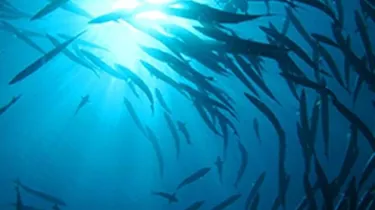 Fish swarm