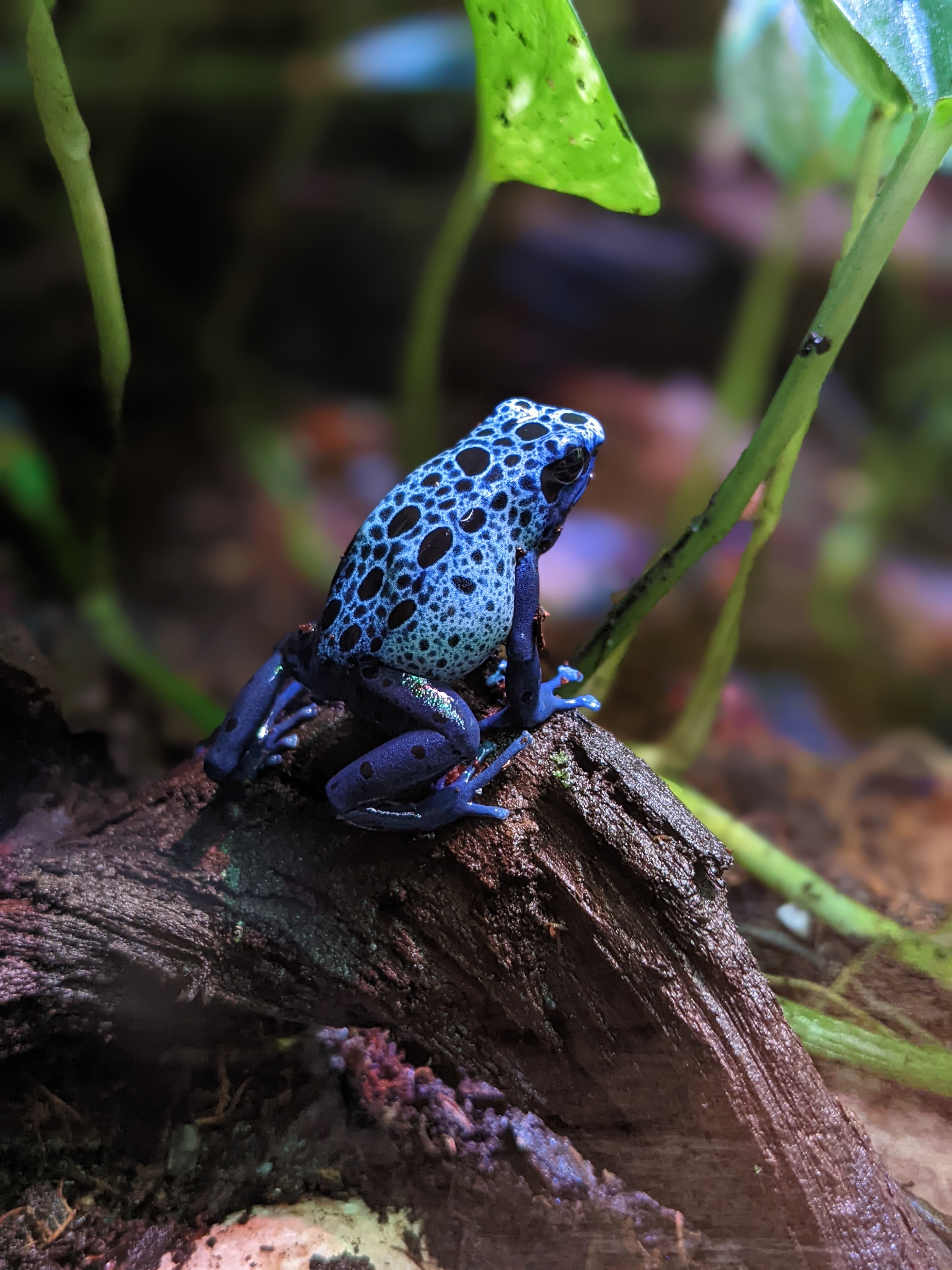 Blue Poision Dart Frog (1)