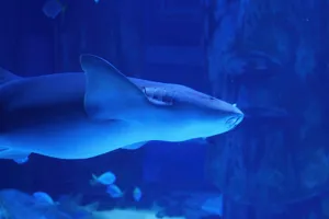 Nurseshark 1