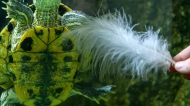 Terrapins Square