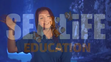 Video Hero 742X668v3 (1)