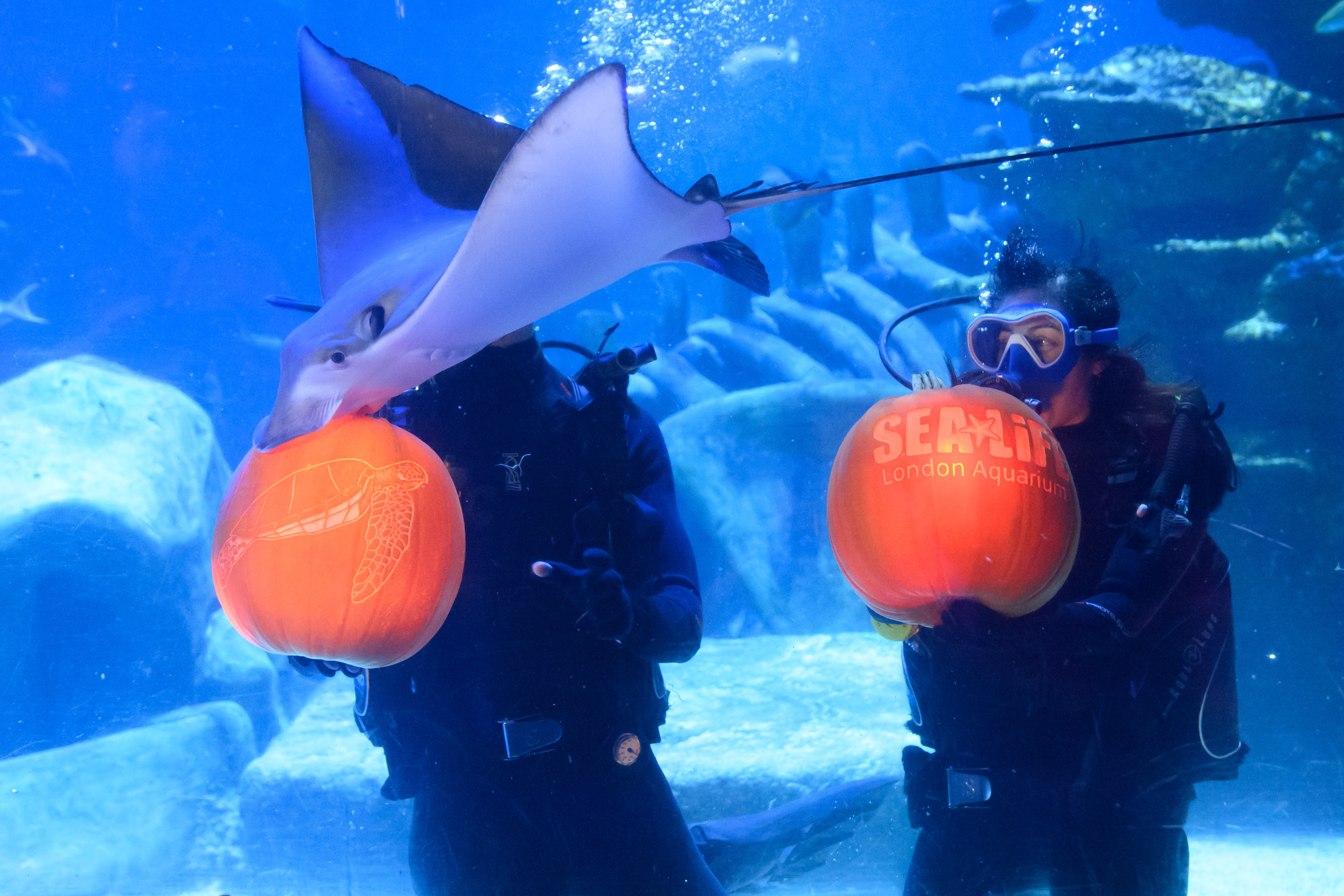 Sealife Halloween 23