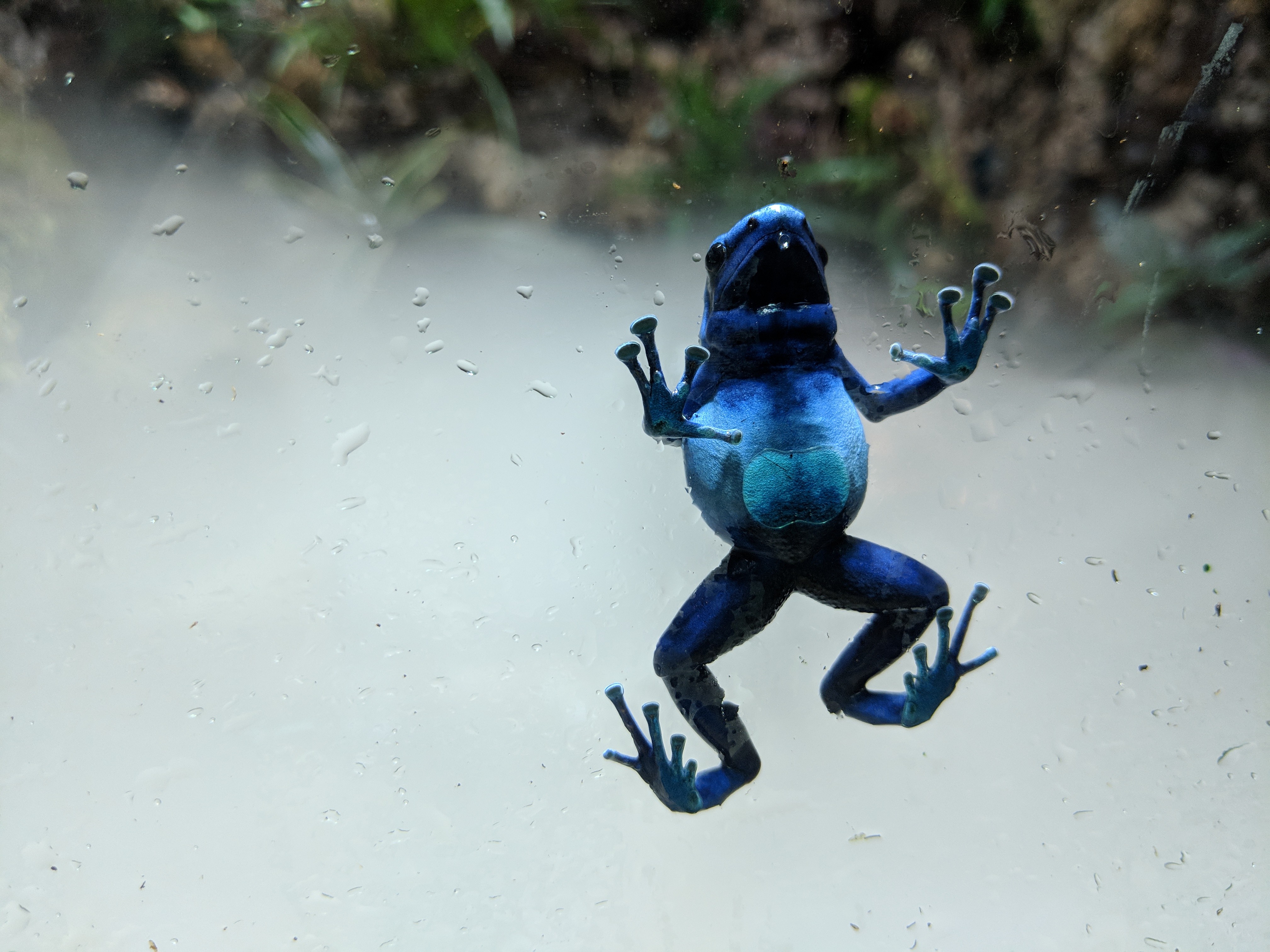 Blue Poision Dart Frog (3)