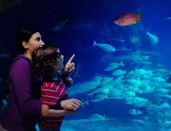 SEA LIFE Tank