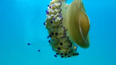 Fried Egg Jellyfish Cotylorhiza Tuberculata