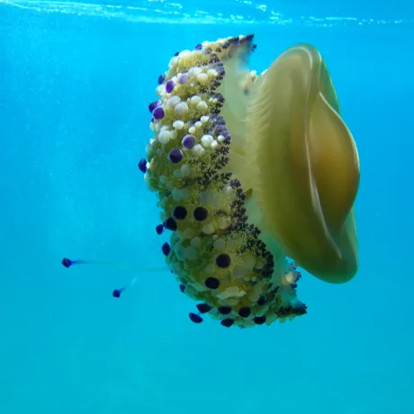 Fried Egg Jellyfish Cotylorhiza Tuberculata
