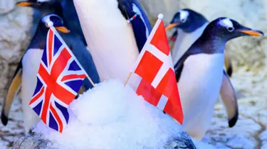 Penguin Blog Thumbnail