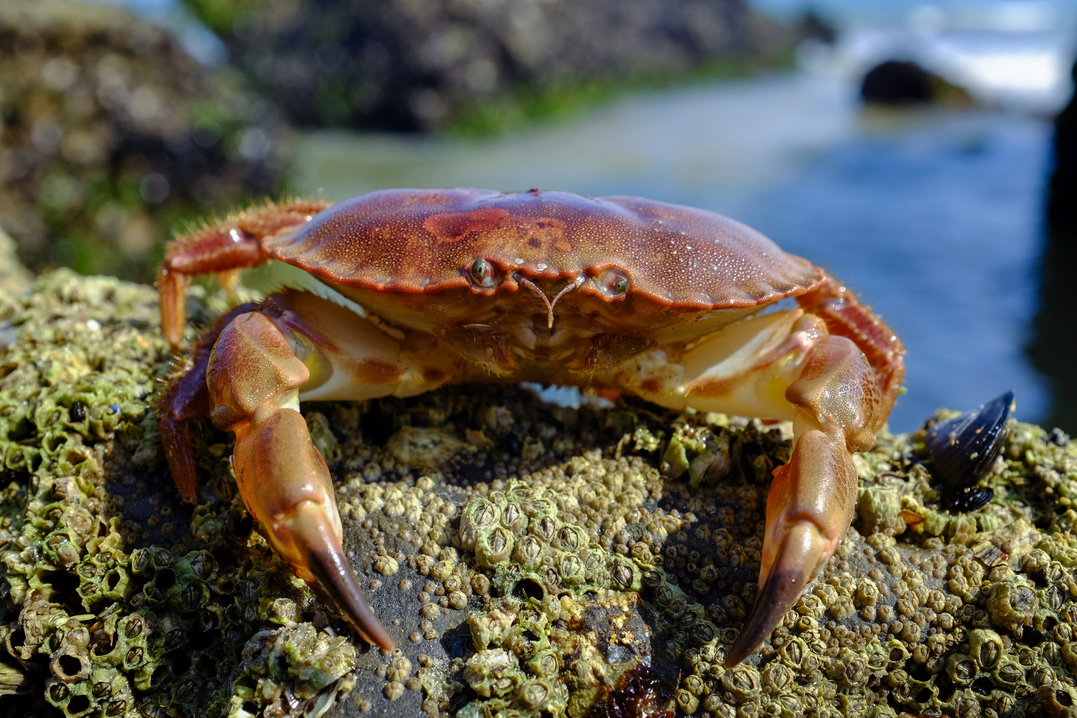 10578 Brown Crab In Rockpool