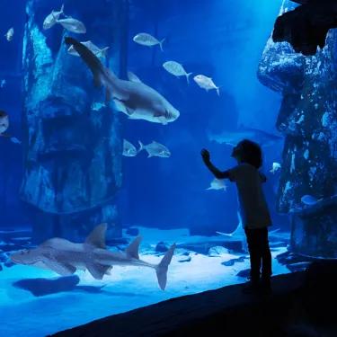 A child looking at a Sand Tiger Shark through a window, enjoying the view of the sharks