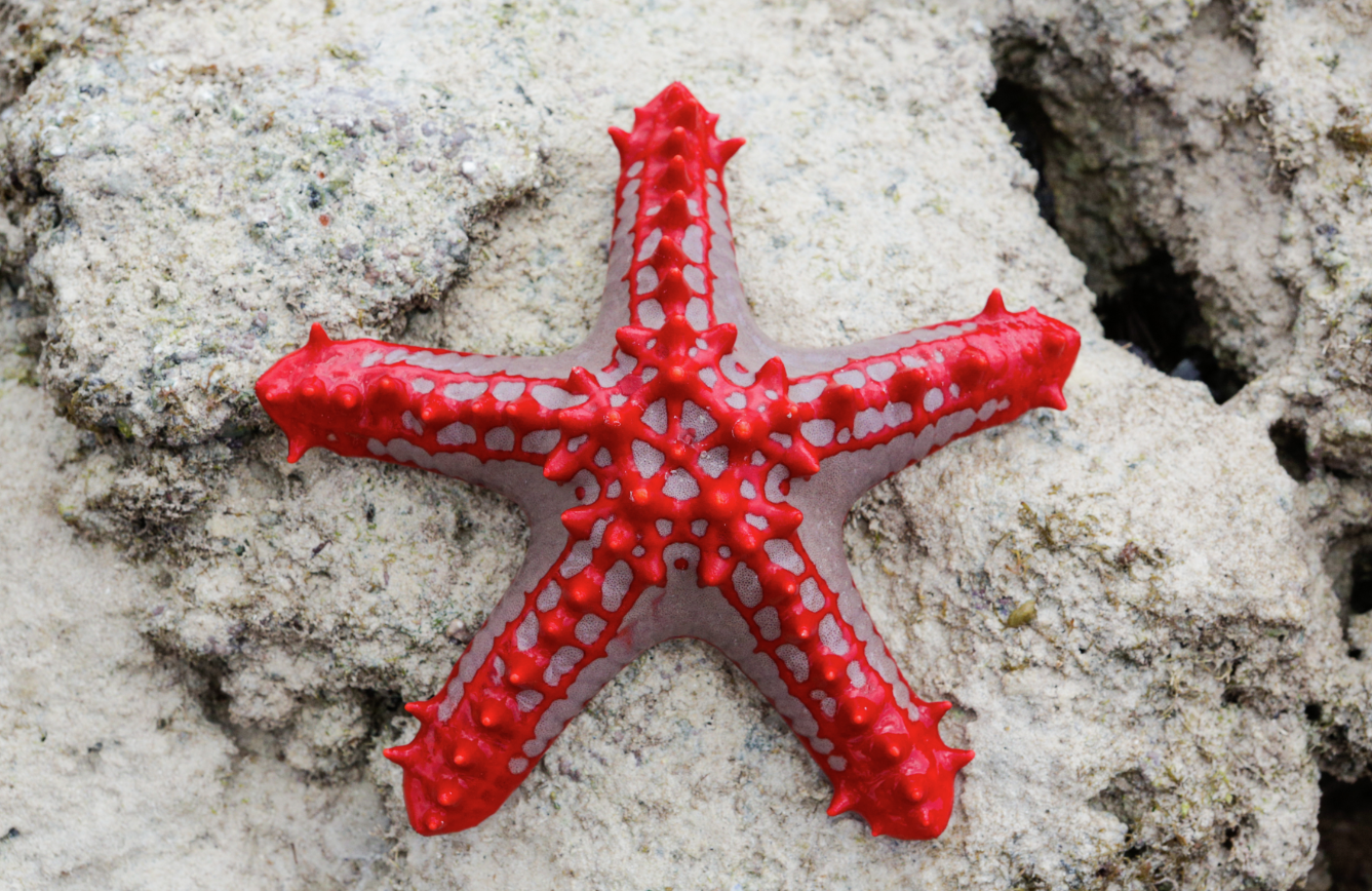 Sea Star