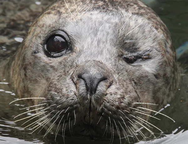 Baby Seal