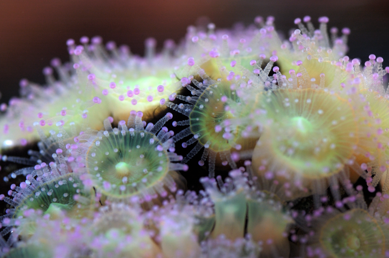 Jewel Anemone Corynactics