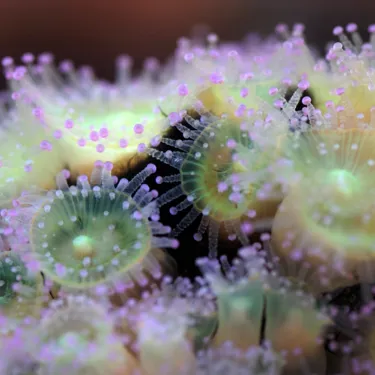Jewel Anemone Corynactics