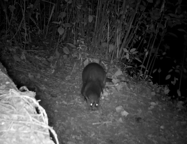 Otter Project