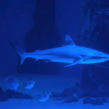 Blacktip
