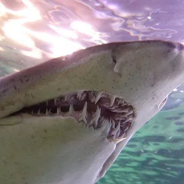 Sandtigershark (1)