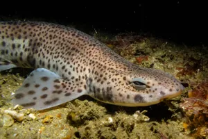 Lesser Spotted Dogfish