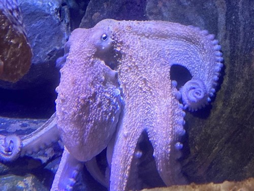 5 Interesting Facts About Octopus | SEA LIFE London Aquarium
