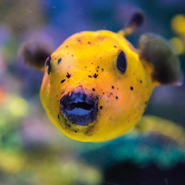Yellow Aquarium Dive See-Through Puffer (L-XL) This - Depop