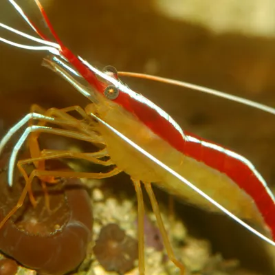 Skunk Cleaner Shrimp