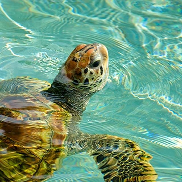 Sea Turtle