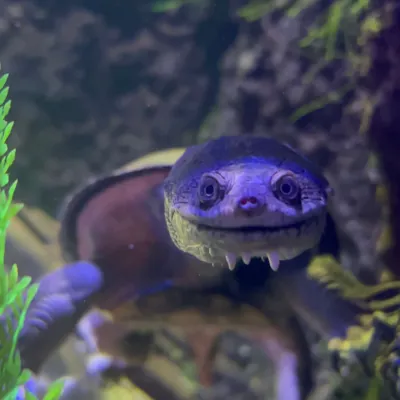 Randall