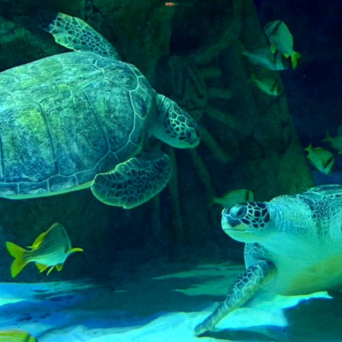 See Sea Turtles | SEA LIFE Manchester Aquarium