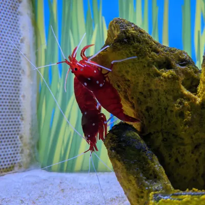 Fire Shrimp at SEA LIFE Manchester Aquarium