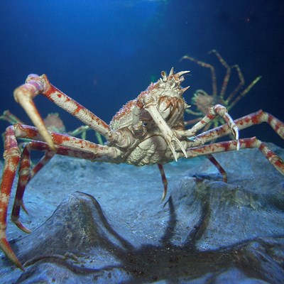 Japanese Spider Crab Sea Life Manchester Aquarium