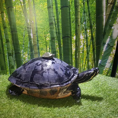 Turtle Tally (3)