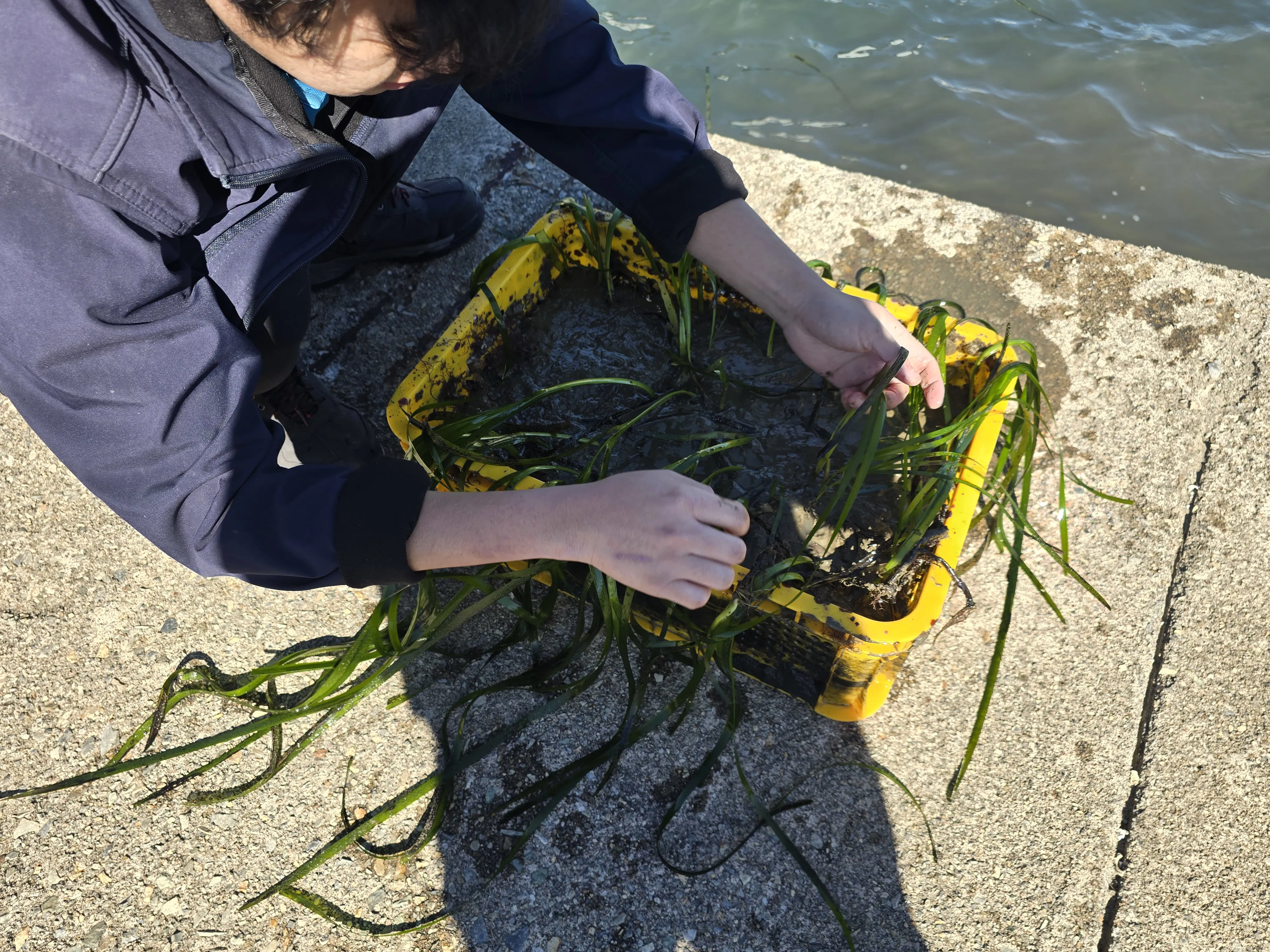 Replanting Of Common Eelgrass 2025.10.28 6