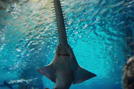 Sawfish