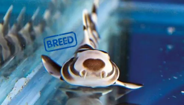 Brownbanded Bamboo Sharks